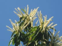 chataigner en fleurs à Bonnevaux