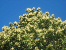 chataigner en fleurs à Bonnevaux