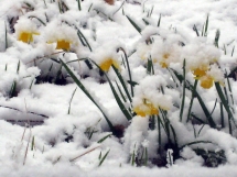 narcisses-sous-la-neige